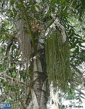 Caryota urens (Fishtail Palm)